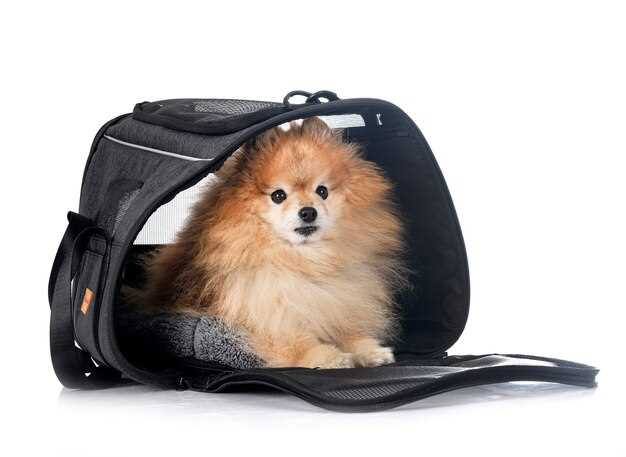 Accesorios para viajar con mascotas en el coche